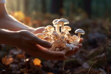 Nature's Bounty: Close Up Of Collecting Mushrooms In The Forest