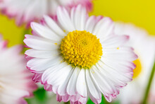 Bouquet Of White And Pink Daisies On A Yellow Background