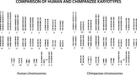 Wall Mural - Comparison of Human and Chimpanzee Karyotypes: similarities and differences