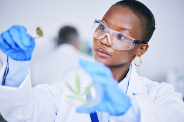 Canvas Print - Black woman, lab and medical marijuana bud with dish, leaf and check growth, science and research. African female scientist, weed and inspection for pharmaceutical innovation, development or CBD oil