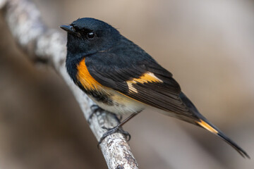 Wall Mural - Male American redstart (Setophaga ruticilla) in spring