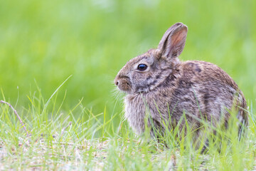 Poster - Eastern cottontail (Sylvilagus floridanus) in spring