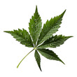 marijuana leaf, cannabis, marijuana
