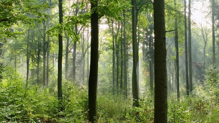 Sticker - forest in the morning