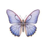 Fototapeta Motyle - Eastern tailed-blue butterfly -  Cupido comyntas 1. Transparent PNG. Generative AI