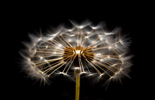 Close Up Of A Single Dandelion Flower Full Of White Seeds, Also Called A Puffball Or Globe. Isolated On Black Background With Shallow Field Of View. Illustrative Generative AI.