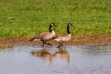 Canada Geese Wading In The Water