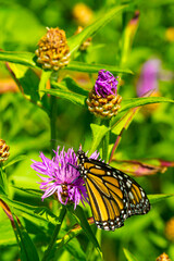 Wall Mural - Monarch butterfly foraging on a spotted knapweed flower, New Hampshire.