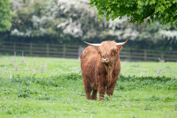 Wall Mural - highland cow in a field
