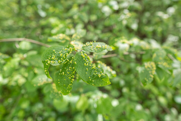 Sticker - Insect-infested leaves in close-up outdoors.