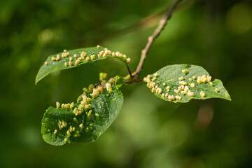 Sticker - Insect-infested leaves in close-up outdoors.