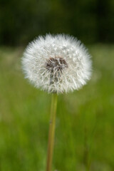 Wall Mural - Dandelion - balls with seeds outside.