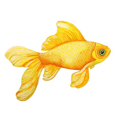 Gold fish watercolor style vector illustration isolated on white background. Aquarium gold fish tank with beautiful tail and paddles in yellow and orange. Tropical goldfish home pet, yellow fish