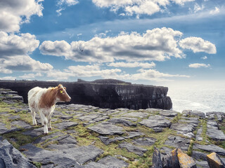 Cow on a rough stone surface of Aran island, county Galway, Ireland. Warm sunny day. Cloudy sky. Agriculture industry and farming, Animal in beautiful nature scene.