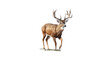 © touchedbylight - Buck, Nature's Trophy.   Exquisite White-Tailed Deer Cutout Logo - Celebrate Hunting Excellence with a Stunning Transparent Background Design.  Generative AI.