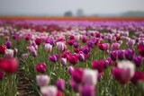 Fototapeta Tulipany - illustration, colorful field of tulips in the spring season, ai generative.