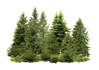 Different green trees and plants on white background