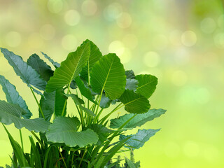 Wall Mural - Colocasia plant, Giant Elephant Ear (Japanese taro and fern) large fresh green leaves. A popular ornamental plant. The background is colorful bokeh (garden).