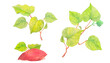 水彩で描いたリアルな芋の葉イラスト素材セット