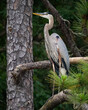A Great Blue Heron Perched in a Pine Tree
