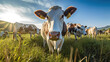 Cows herd on a grass field during the summer at sunset. Generative Ai