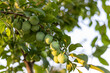 A bunch of unripe green small plum on the branch of a fruit tree