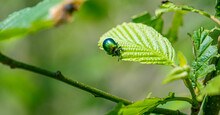 Green Rose Chafer, Cetonia Aurata, Feeding On Leaf