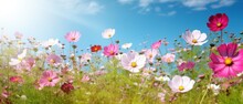 Multicolored Cosmos Flowers In Meadow In Spring Summer Nature Against Blue Sky. Selective Soft Focus.