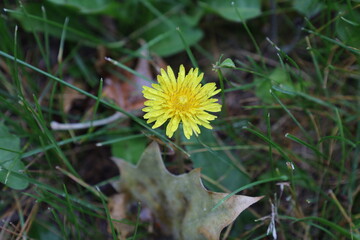 Yellow dandelion flower in the grass