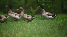 The Group Of Domestic Duck Waddling On Green Grass. Full Body. Wildlife Background. No People

