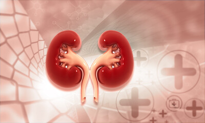 Wall Mural - Human kidney anatomy on medical background. 3d illustration.