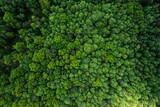Fototapeta Las - Aerial drone view of green lush forest