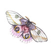 Pink butterfly with detailed wings isolated on white background. Watercolor hand drawn realistic llustration for design