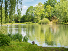 Pond, Lake Dowesee In A Park In Braunschweig, Green Trees And Their Reflection In The Water, Duck, Reeds. Ecology And Environmental Protection. Beautiful Landscape, Nature, Natural Background.