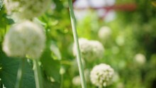 Closeup Of White Tiny Flowers In A Vegetable Garden On A Sunny Day