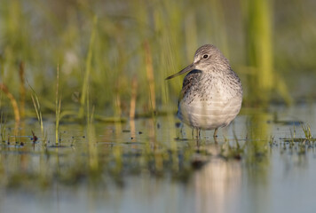 Common Greenshank feeding at a wetland in spring on a migration way