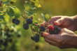 Close up, picking blackberry or bramble, sunny weather, illustration. Generative AI. Dewberry, berry, berris, berries or berrier, plant, fruit and food, image