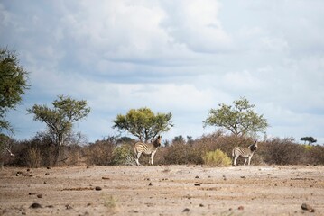 Sticker - Two wild zebras in Safari with trees and the blue cloudy sky in the background during the daytime