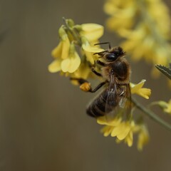 Poster - Closeup shot of Western honey bee on yellow wildflower collecting nectar against blurred background