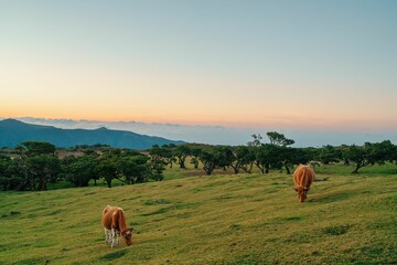 Canvas Print - Beautiful landscape of the cows grazing in the Fanal Forest in Madeira Island at sunset