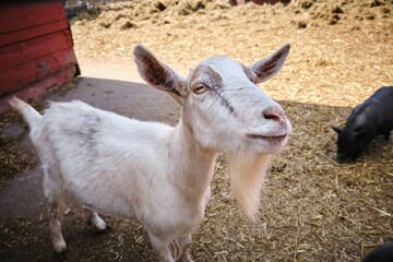 Poster - Closeup of a funny goat in the petting zoo