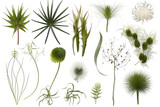 Fototapeta Dmuchawce - set of plants
