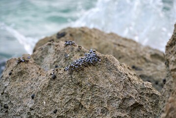 Poster - Closeup of a rock with small seashells.