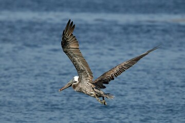 Sticker - Shallow focus shot of a Peruvian pelican with open wings flying above the sea