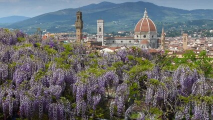 Wall Mural - Purple wisteria in bloom at the Bardini Garden in Florence. On the background the Cathedral of Santa Maria del Fiore, Giotto's bell tower and the Tower of Palace of Townhall. Florence, Italy.