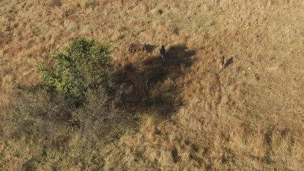 Poster - Aerial view of Wildebeest walking past trees on winter grass plains with the sunshine