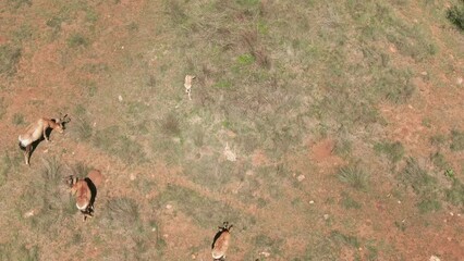 Sticker - Aerial shot of Nyala antelopes in a green field in Africa