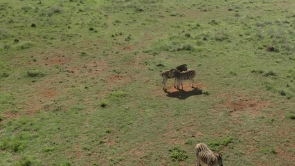 Poster - Drone footage over two Zebras grooming each other on green grassed savannah