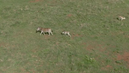 Poster - Drone footage over a Zebra baby with a Zebra family on green grassed savannah