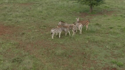 Wall Mural - Drone footage of zebras herd walking on grass savannah on an African grass plain